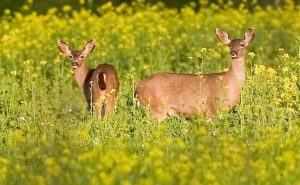 animali in campagna